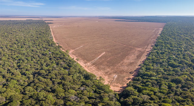Webinar 'Regolamento UE 2023/1115 relativo ai prodotti e alle materie prime associate alle deforestazione'. Luned 15 settembre ore 15.30