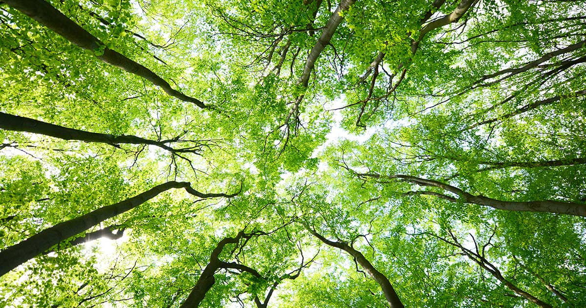 Webinar 'Regolamento UE 2023/1115 sulla deforestazione - EUDR: l'entrata in vigore' Webinar 'Regolamento UE 2023/1115 sulla deforestazione - EUDR: l'entrata in vigore'
